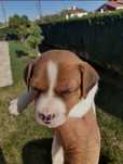 Jack Russell Terrier com Pedigree e Afixo