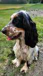 Cocker Spaniel Angielski - suczka Tricolor, rodowód