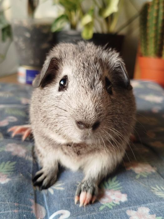 Морська свинка хлопчик