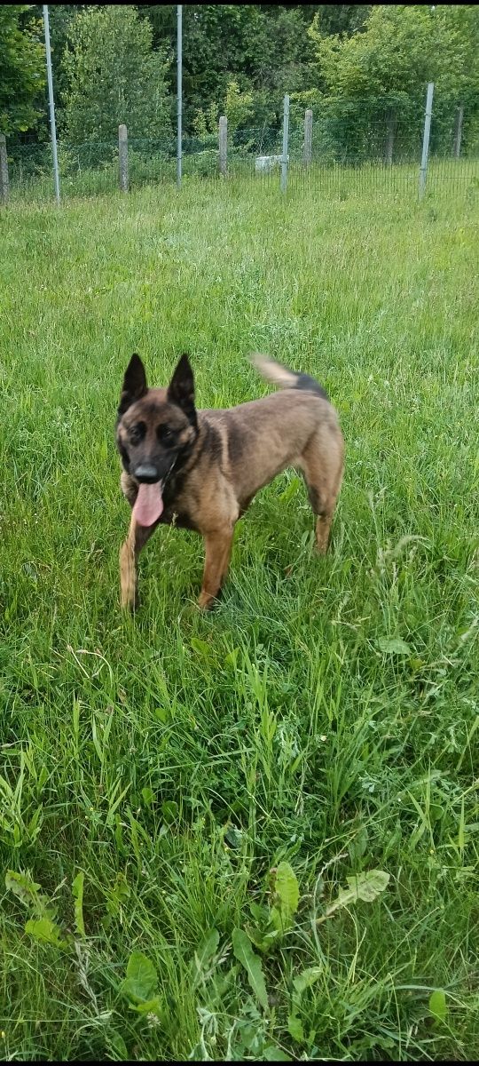 Owczarek Belgijski Malinois Piesek FCI