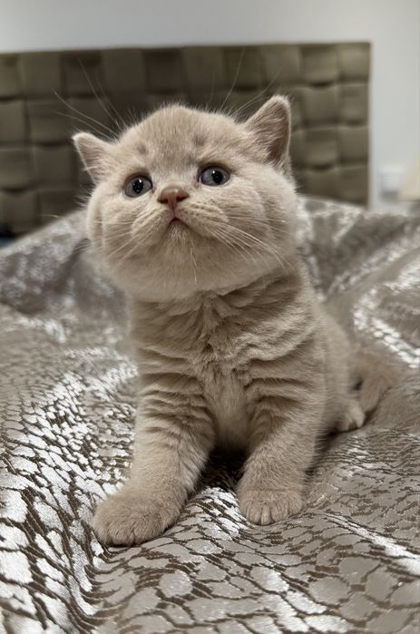 Fêmea British Shorthair  com LOP
