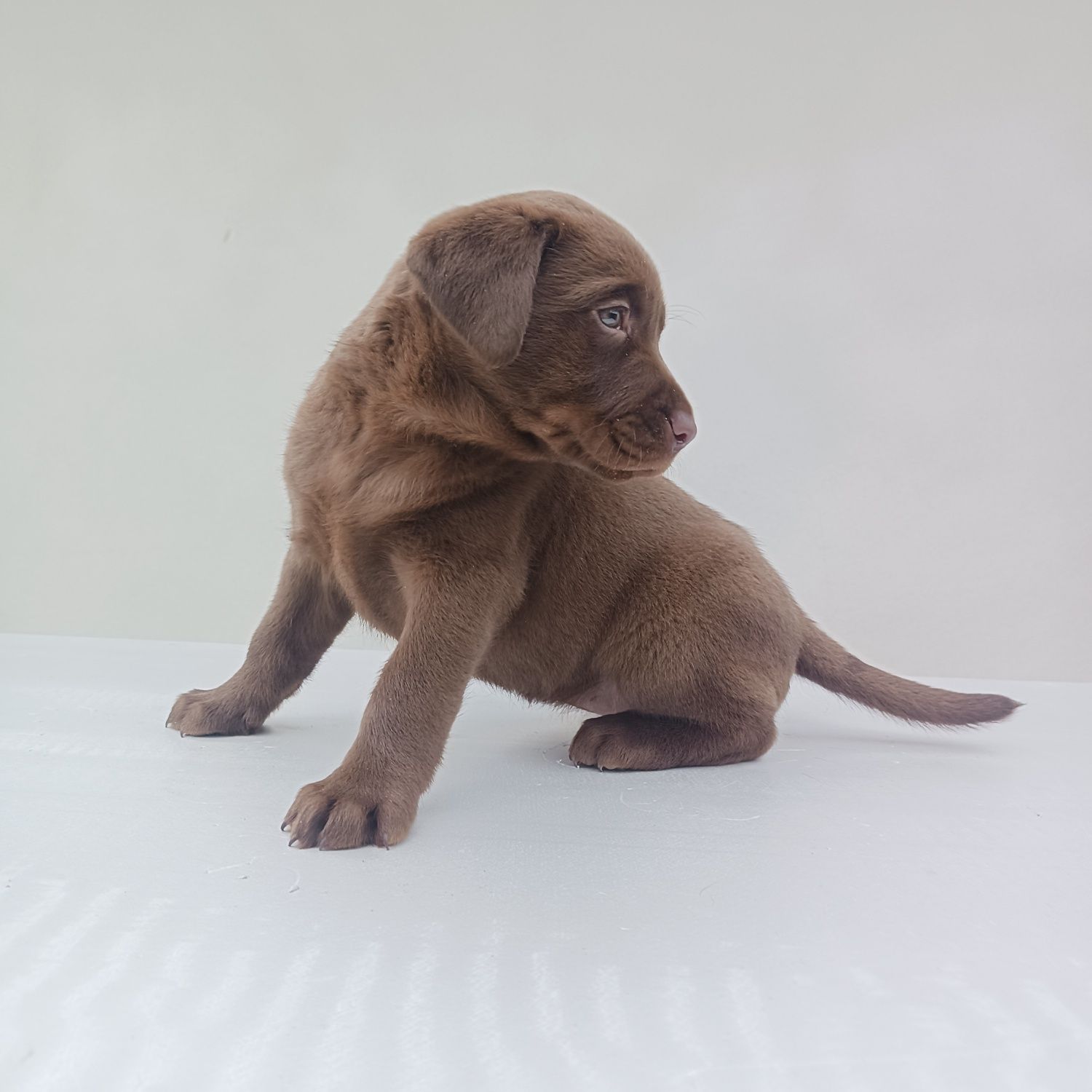 Labrador retriever czekoladowy