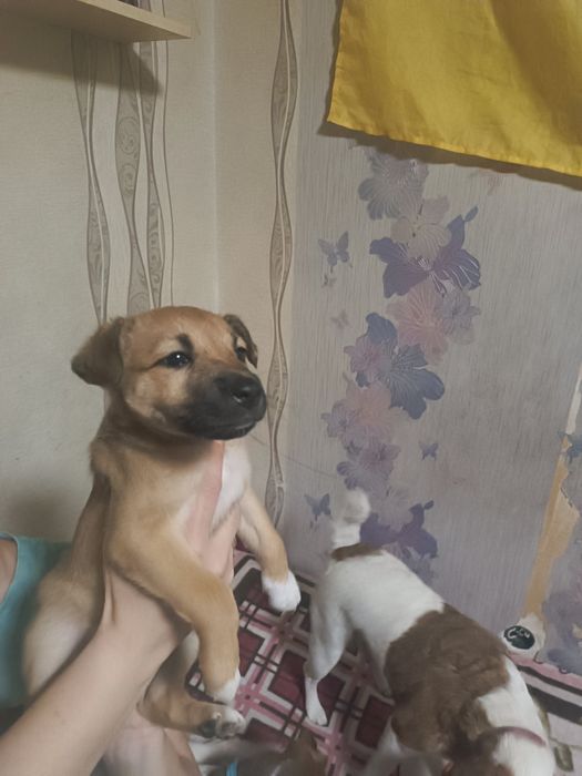 Цуценята.Фокс тер'єр метиси,дівчатка.Собака