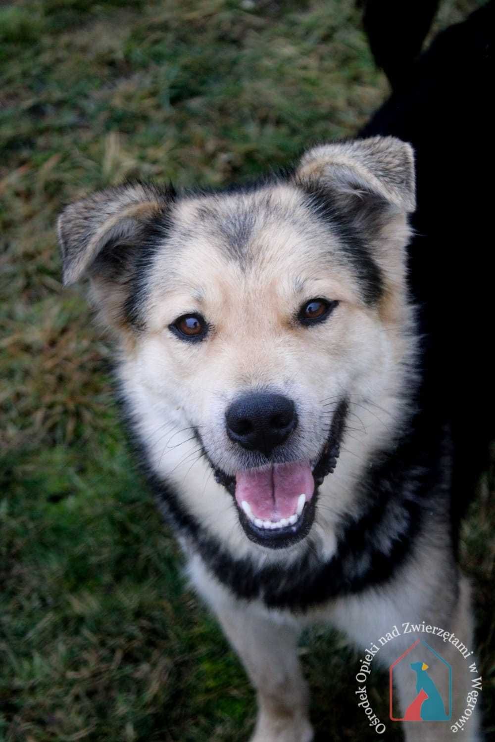 PIĘKNY, MŁODY, WESOŁY, towarzyski, lubi się bawić - adoptuj !!!