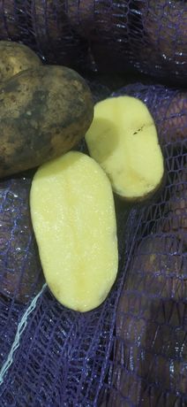 Картопля "Королева Анна"
