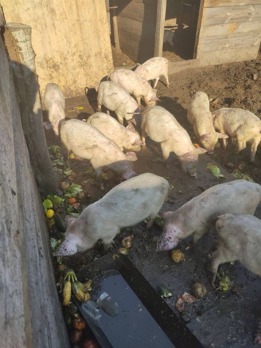 Продам свиней живою вагою , 100-115 гр(органіка)