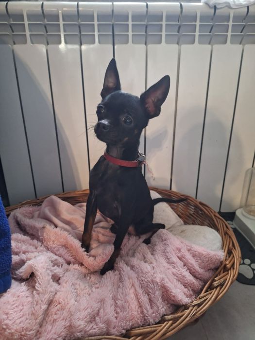 Krycie Reproduktor pinczer miniaturowy