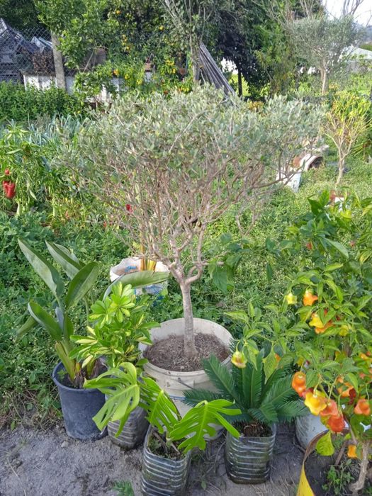 Vendo oliveira bonita para jardim ou em vaso grande