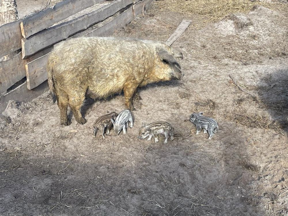 Свиня породи Угорська Мангалиця