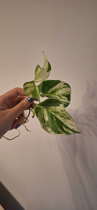 Piękne Epipremnum happy leaf