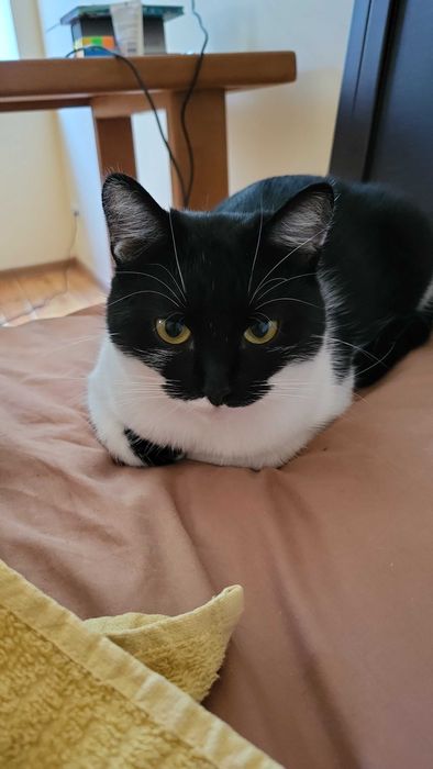 Віддам котиху в добрі руки