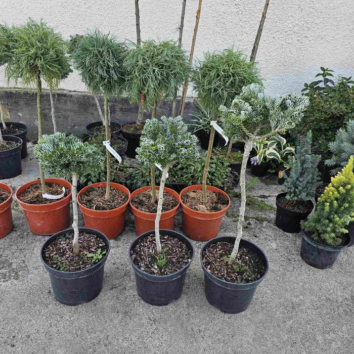 Ялиця айсбрекер продам