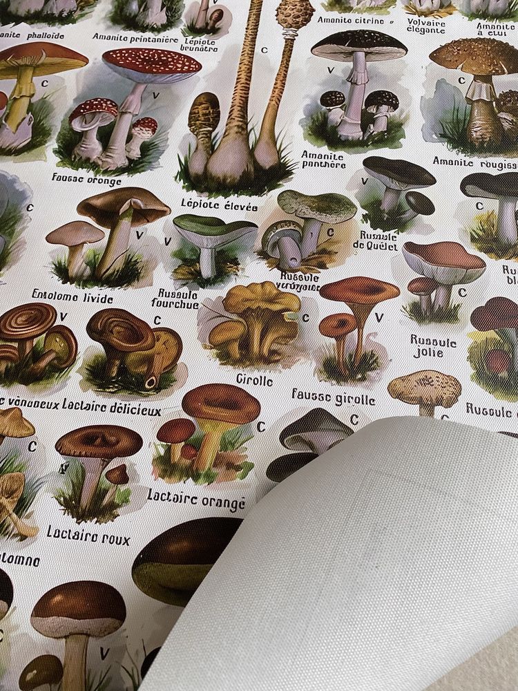 Gobelin na płótnie HD/Botanical - Nature, Mushrooms