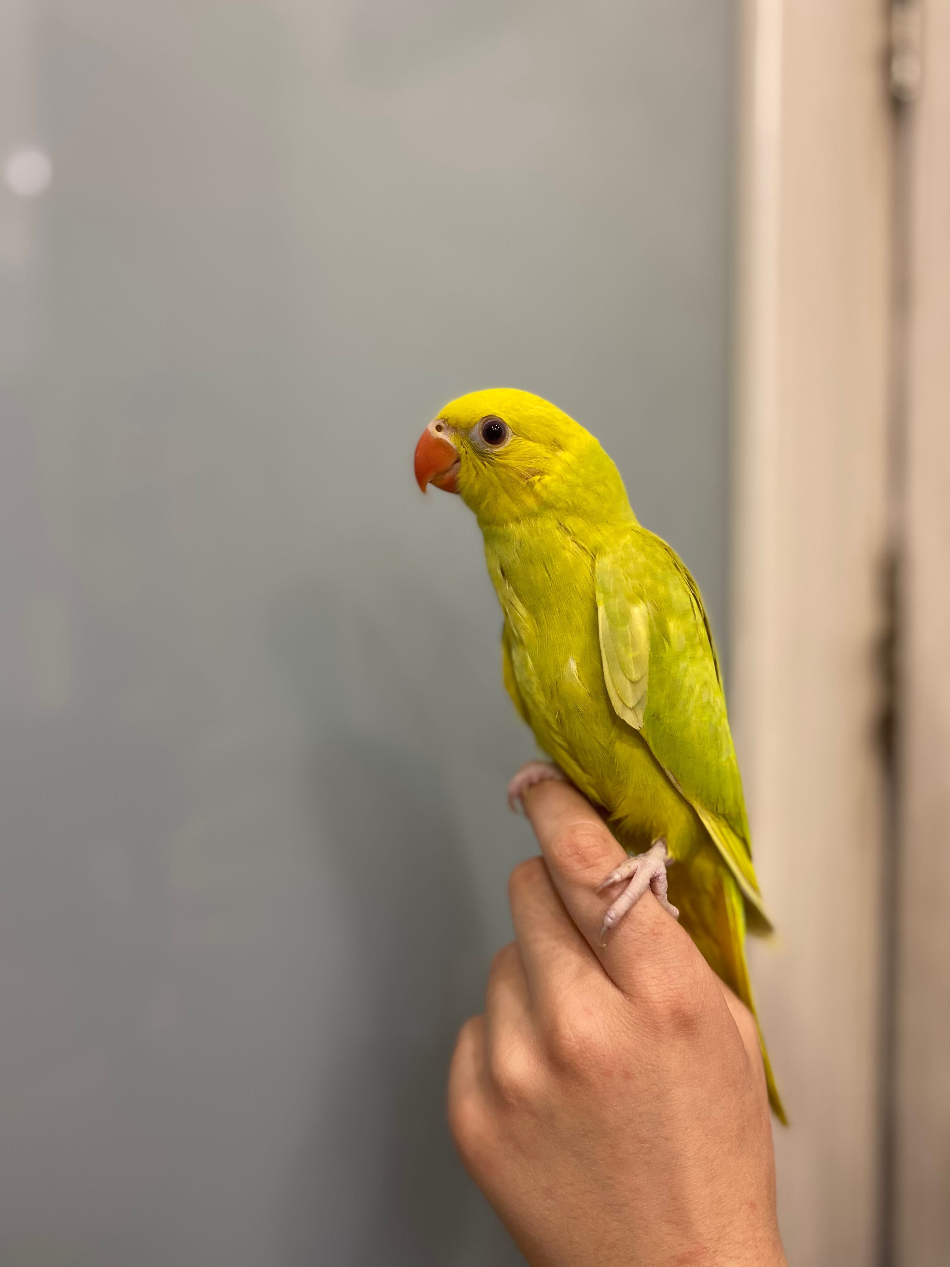 Насмистовий ожереловий папуга, ручні пташенята різного колору