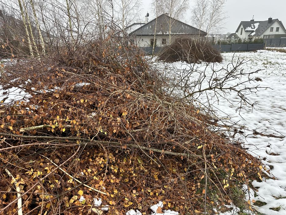 Oddam gałęzie do rozpałki za darmo