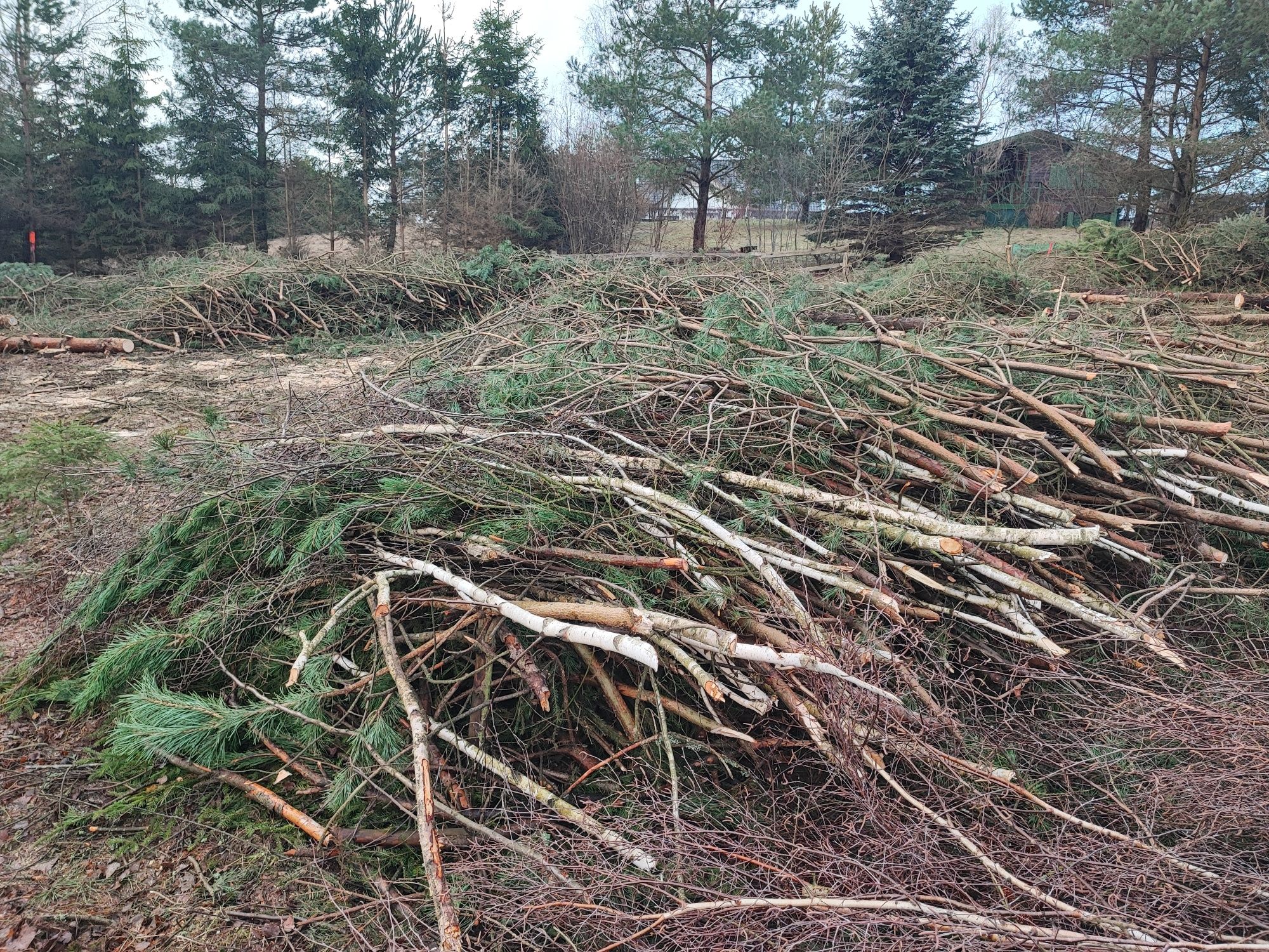 Korzenie, gałęzie pod rębak