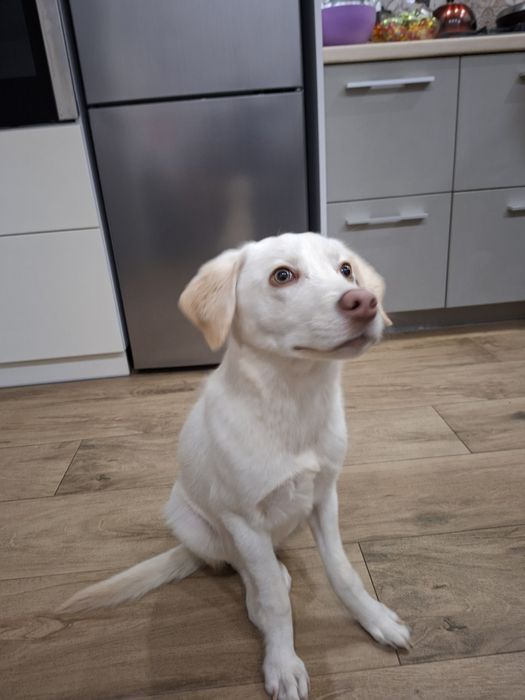 Щенок.  лабрадор