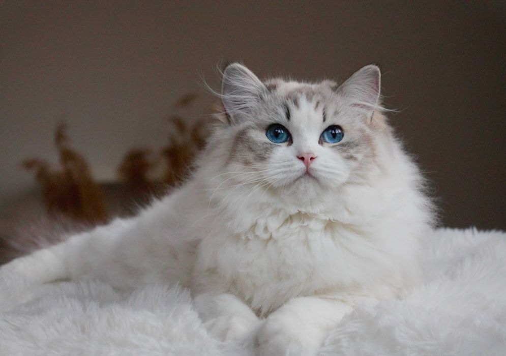 Urocza Kotka Ragdoll- rodowód FPL