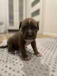 Amstaff FCI/ZKWP American Staffordshire Terrier