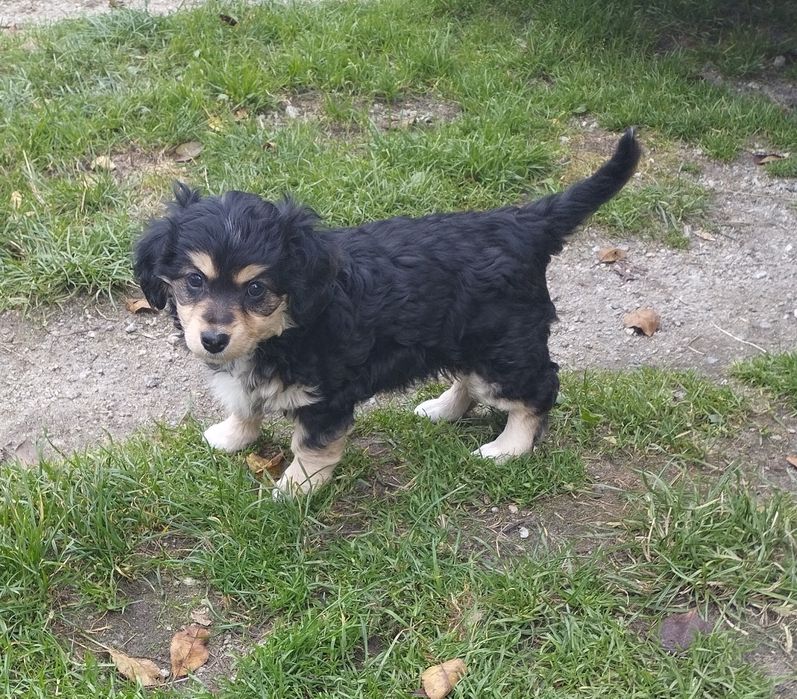 Милі собачки маленької породи.