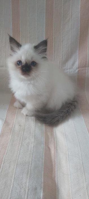 Sagrado da Birmânia