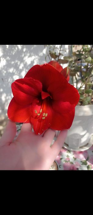 Кімнатні рослини (гіпеаструм, амариліс)