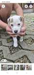 Jack Russell Terrier Sunia