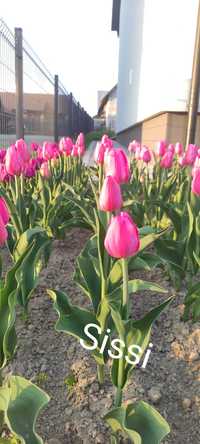 Sprzedam cebulki Tulipanow Holenderskich