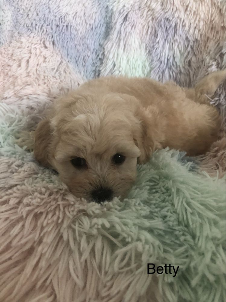 Maltipoo sunia po pudel toy do odbioru