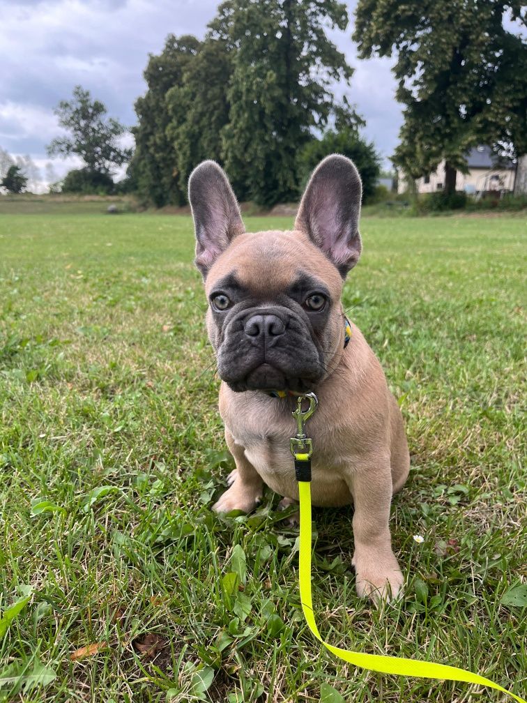 Buldog francuski blue sable