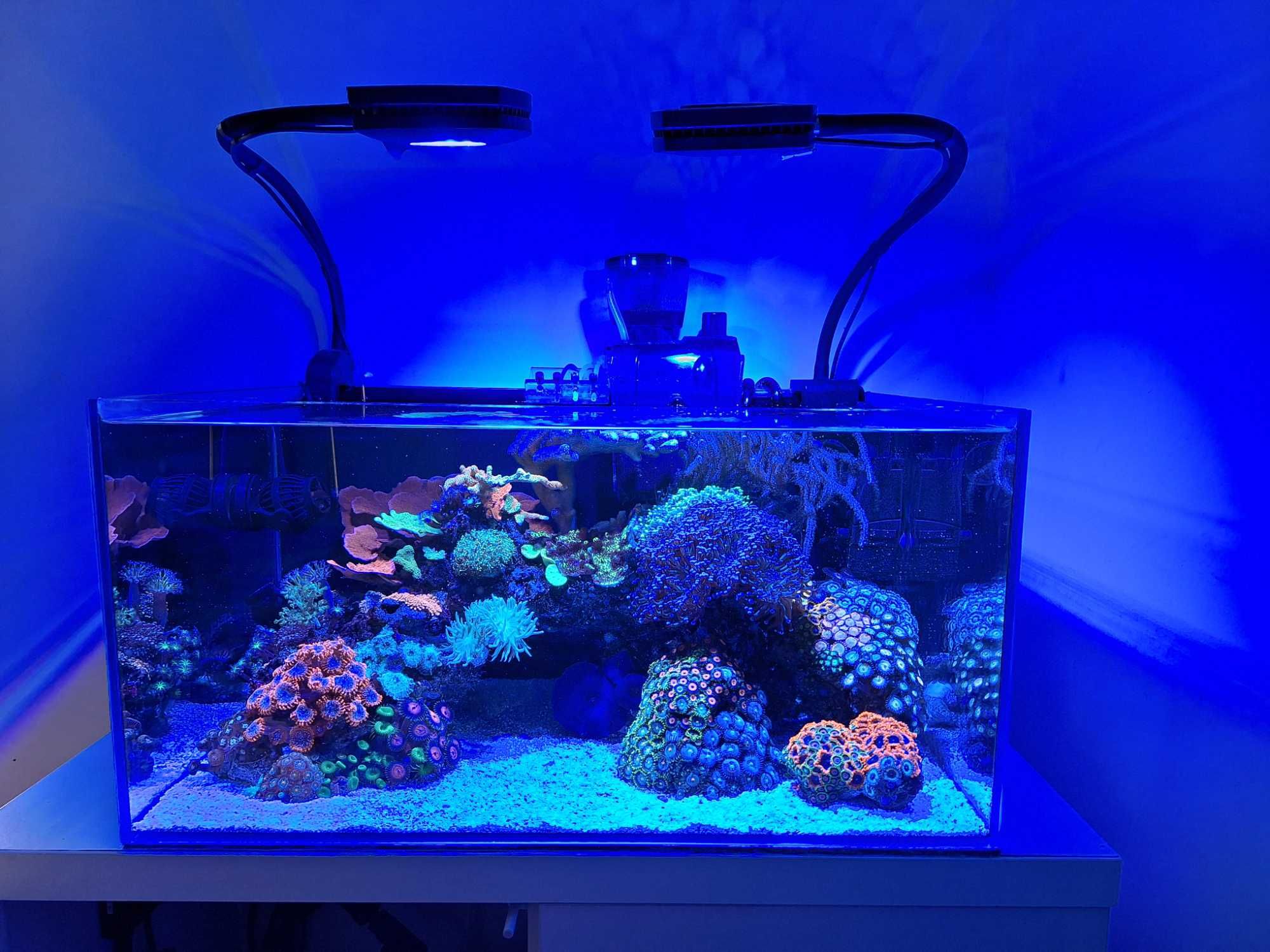 piękne akwarium morskie - kolekcja zoanthusów - nowa cena do końca maj