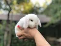 Белый голубоглазый баранчик (вислоухий карликовый кролик из питомника)