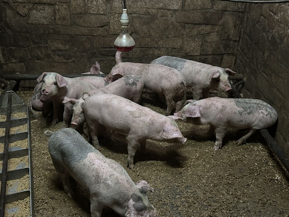 Leitoes bisaros ideal para assar ou criar