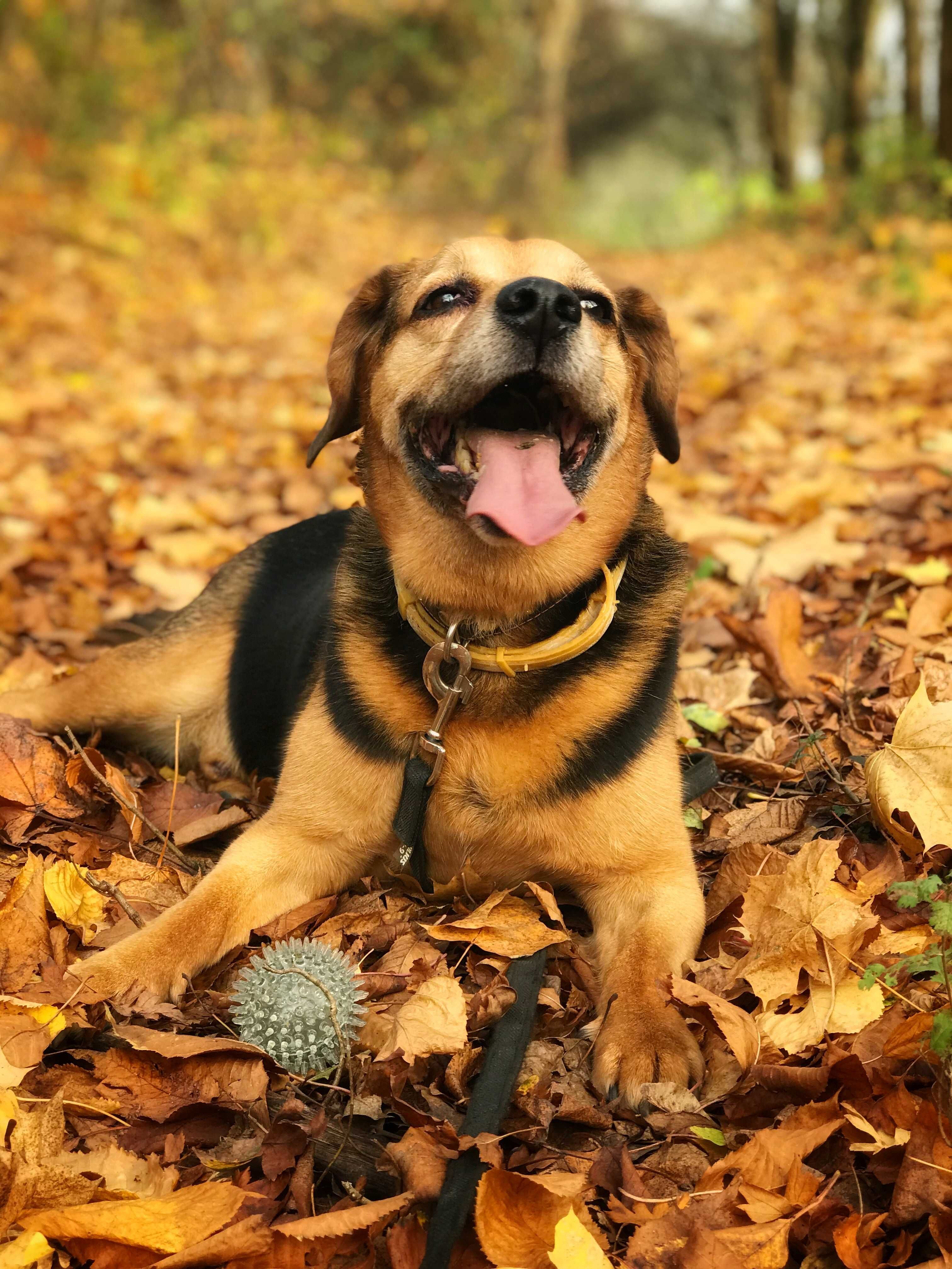 Świetny, zawsze uśmiechnięty Kajtek w typie beagle czeka na Ciebie!