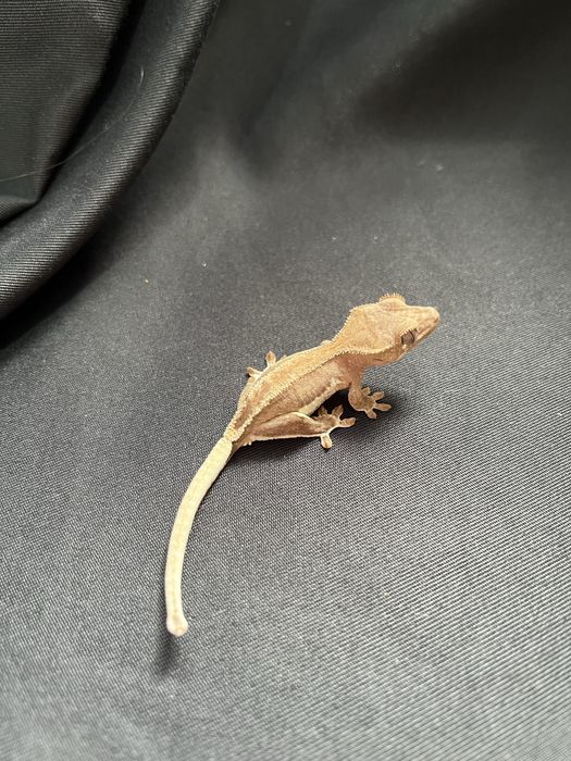 Gekon orzęsiony OM15 crested gecko ciliatus jaszczurka