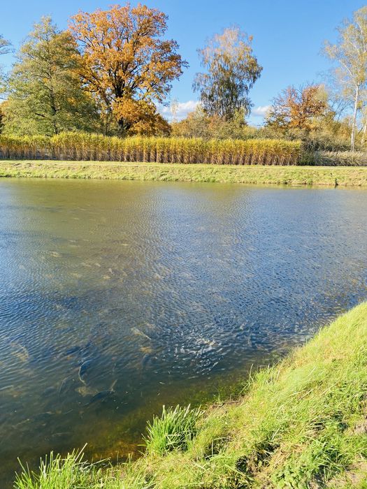 Karp żywy handlowy. Hurt.