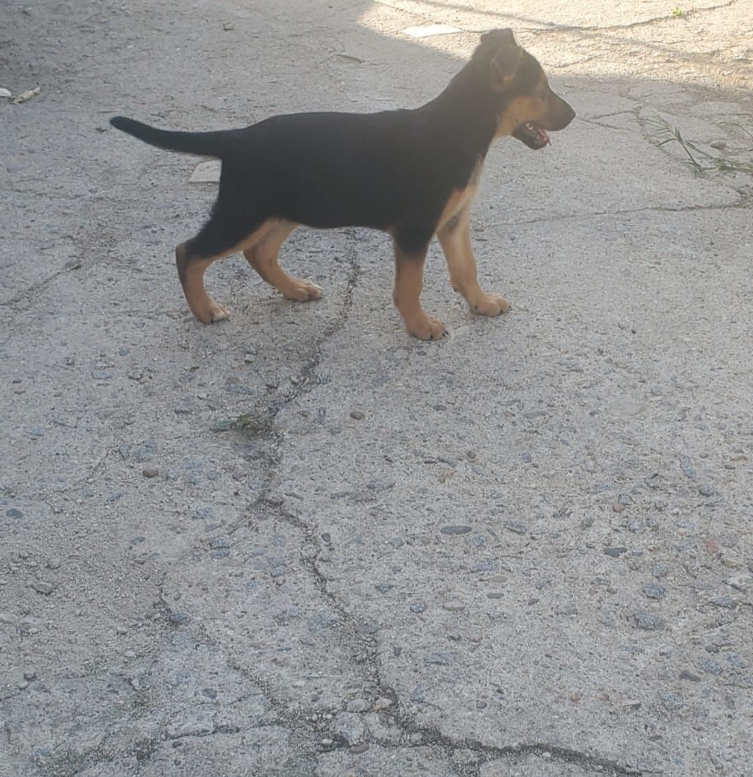 Pastor alemão com  4 meses disponível