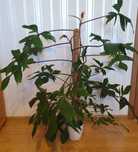 Kwitnący Philodendron Florida Green - duży