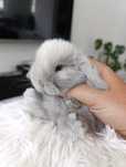 Mini lop karzełek Teddy hodowla zarejestrowana
