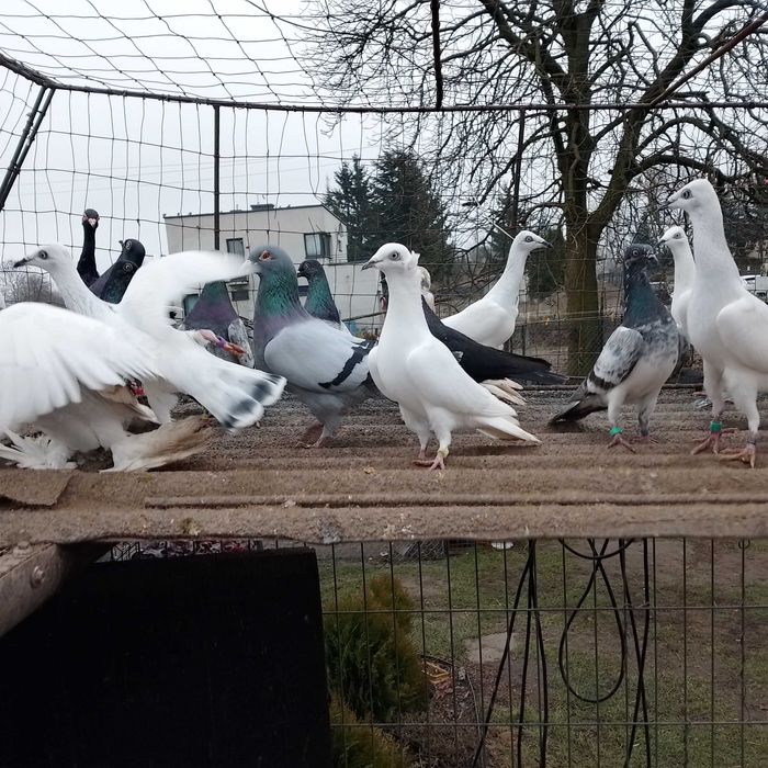 Czarnodzioby , białopolskie