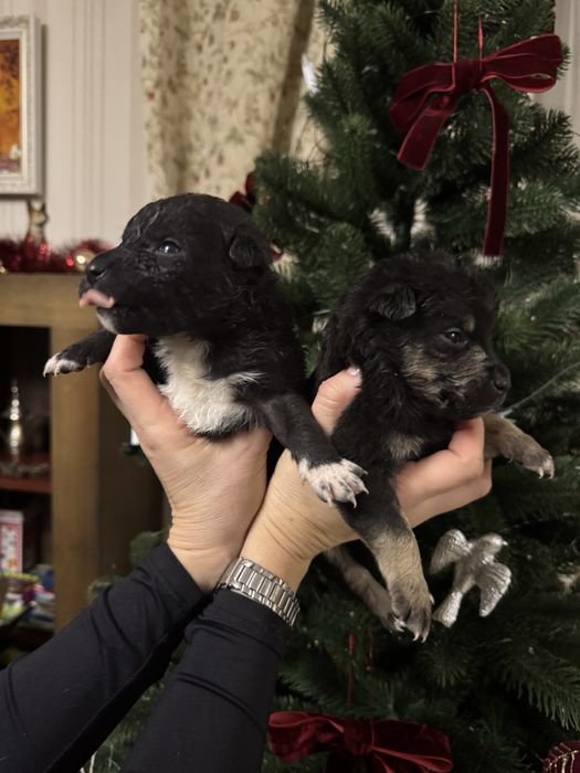 Безкоштовно цуценята