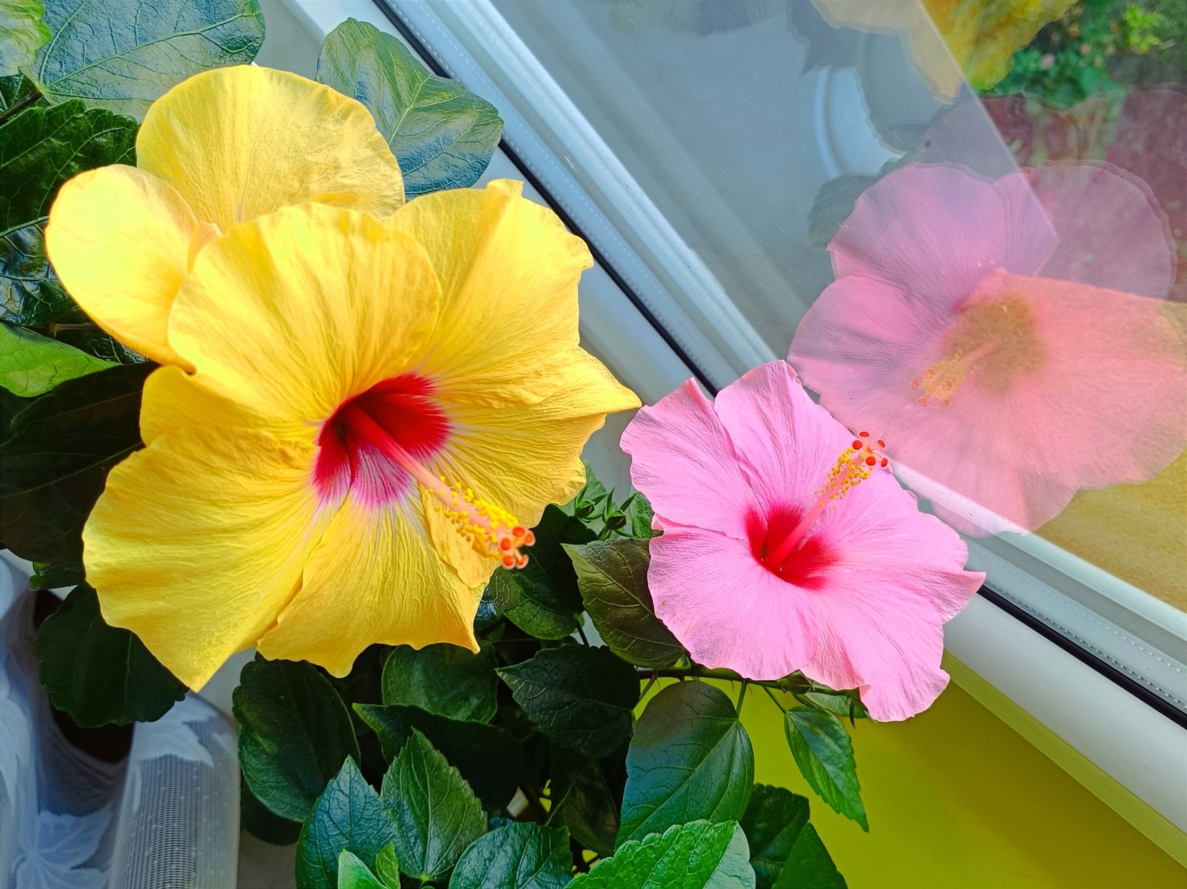 Niesamowite hibiskusy, róża chińska, rosa sinensis hibiscus