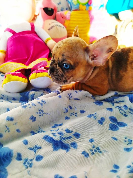 Щенки французского бульдога