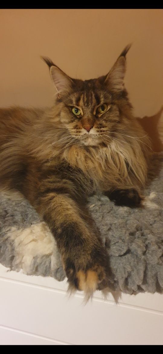 Champion Ami Cats My Love *PL