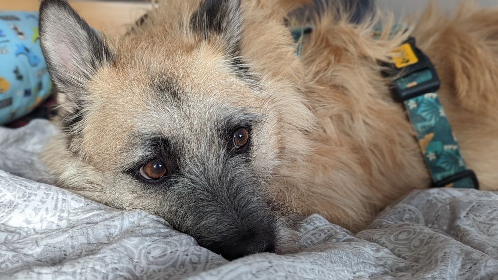 Rambo  -Szuka domu poza miastem