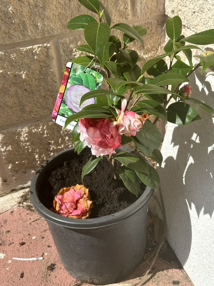 camelia japonica