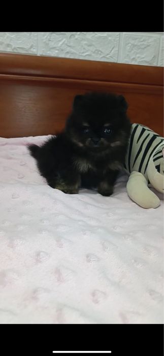 Чорно-підпалий міні хлопчик померанський шпіц