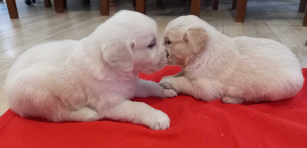 Samiec golden retriever