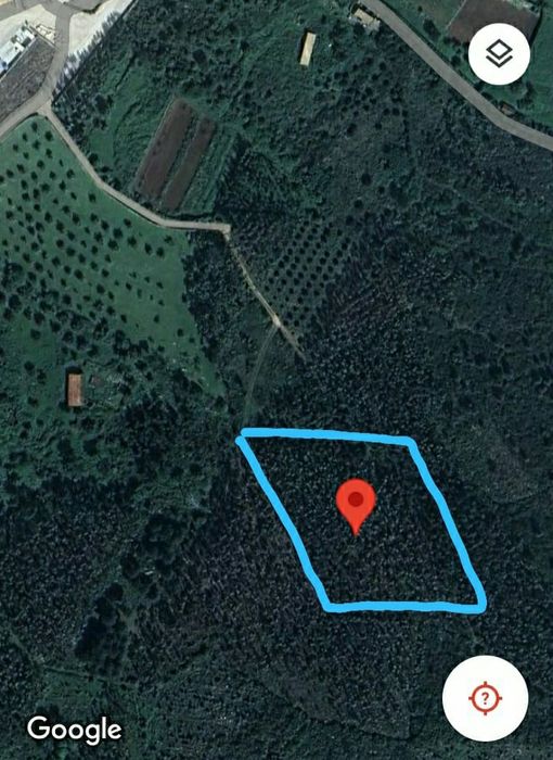 Casal da Charneca 6300m2 terreno plantação de eucaliptos