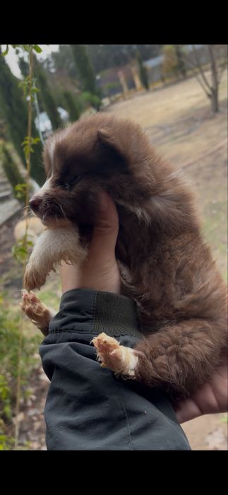 Husky siberiano femea